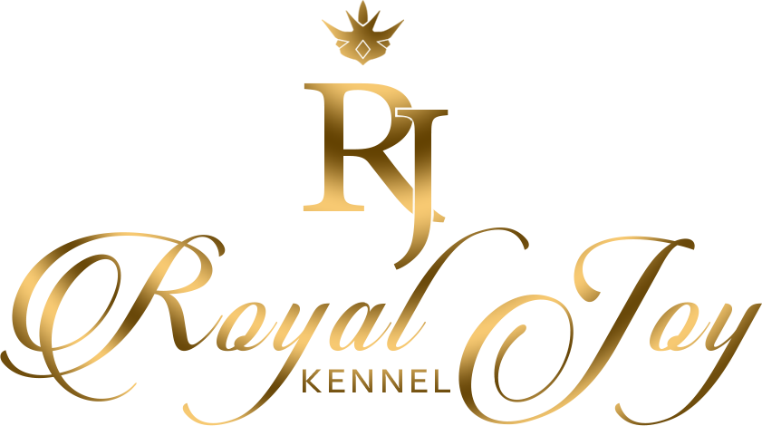 Royaljoy Kennel &mdash; Labaza DogPedigree YorkshireTerrier